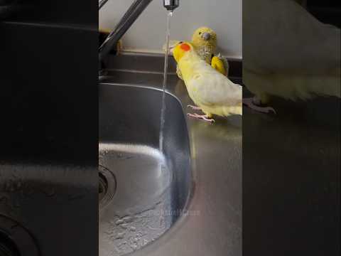 When your thirst for adventure leads you to the tap! Cute moments on camera! 🥰🦜 #cockatielscraze