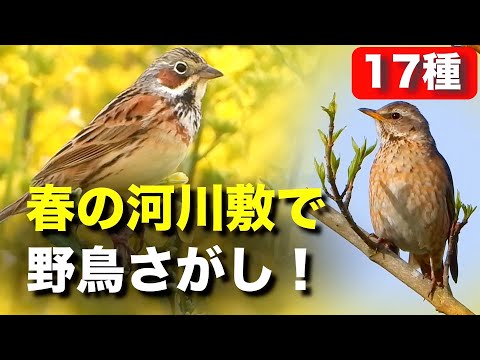 あの珍しい野鳥を発見！？