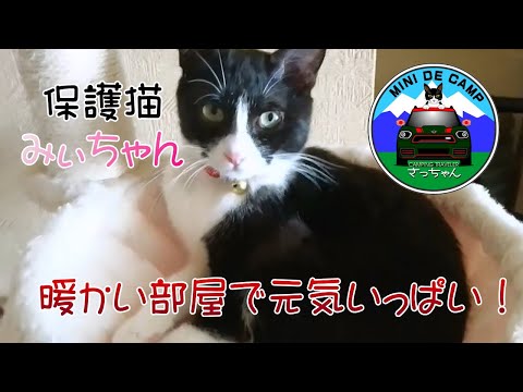 阿寒湖畔キャンプ場で保護した子猫 暖かい部屋で元気いっぱい！