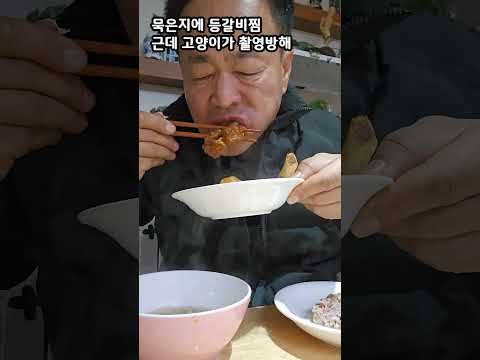 묵은지에 등갈비찜. 촬영방해하는 샴고양이