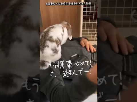 #おじいちゃんと孫 #rabbit #うさぎと暮らす #animal #40代 #うさぎちゃん #うさぎ #独身 #うさぎのいる暮らし