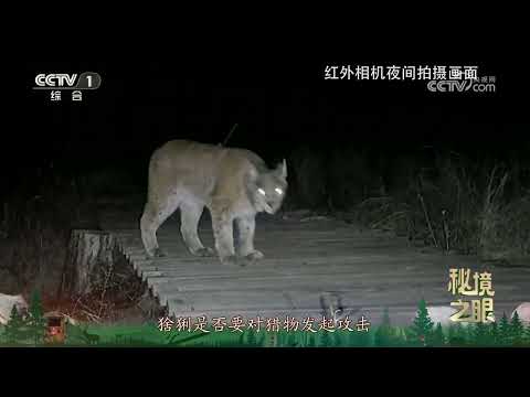 《秘境之眼》 猞猁/狗獾 20250110 |  CCTV