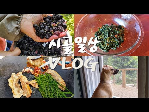 VLOG 브이로그 : 오디열매, 삼겹살 , 통어징어구이, 비름나물 만들기 (귀농, 귀촌, 시골일상) country story, pork belly, squid