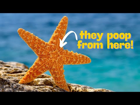 Unknown Truths About Starfish That You Must Know!