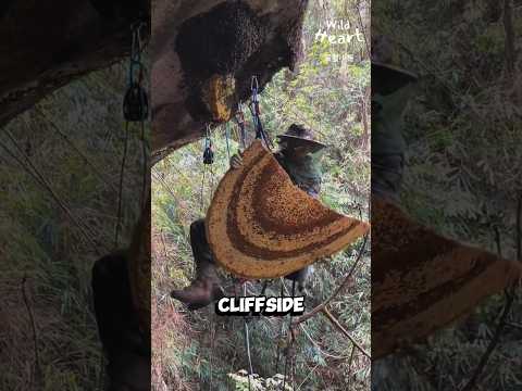 Cliffside Honey Hunting