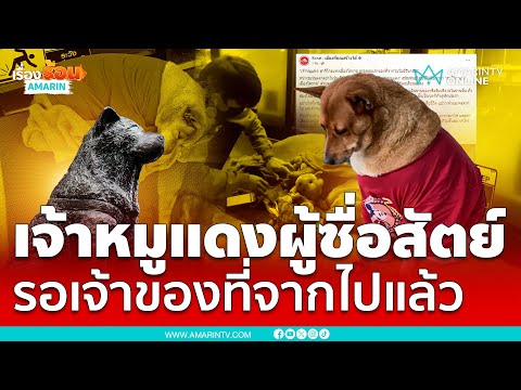 เปิดเรื่องราว “เจ้าหมูแดง” นอนรอเจ้าของที่จากไปแล้ว หน้าร้านสะดวกซื้อ | เรื่องร้อนอมรินทร์