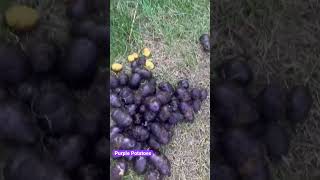 Purple potatoes #Ubengpatatas kulay Lila.