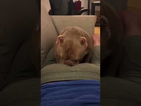 #fart #dog #trending #clipcut #funnypictures #shortsclip #funnyvideos #viral #ytshorts #clips