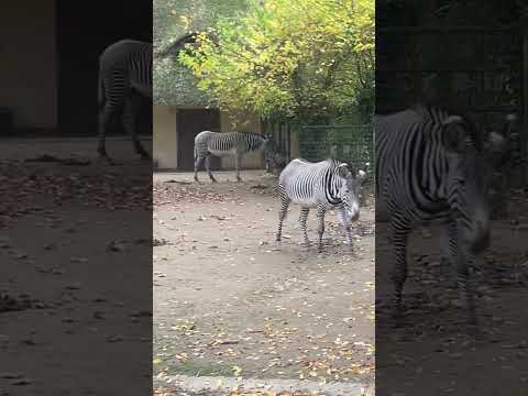 Zebra#FrankfurtZoo#ZooFrankfurt#ZebrasOfFrankfurt#Wildlife#ZooAnimals#NatureLovers#AnimalPhotography