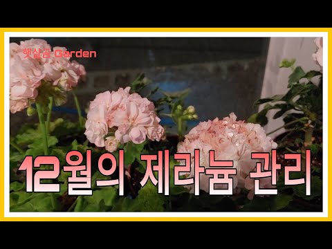 12월의 제라늄 관리ㅣHow to care pelargoniums in December