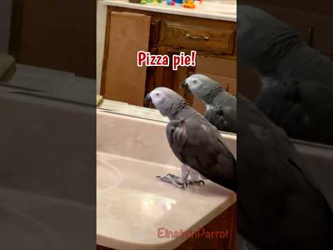 When you're excited about pizza! #africangreyparrot #takingparrot #shorts