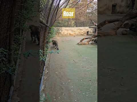 Roar #leopard #animals #zoo #zooshort #zoology #chidiyagher #delhizoo #delhizoologicalpark