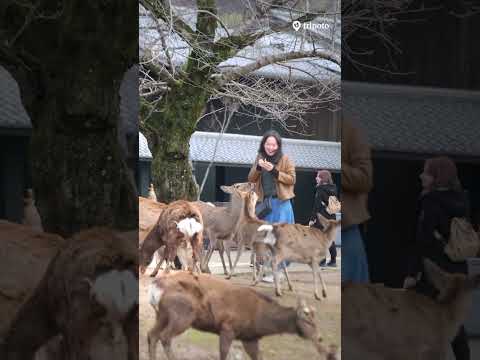 Experience the Magic of Nara, Japan 🦌✨ | City of Deer