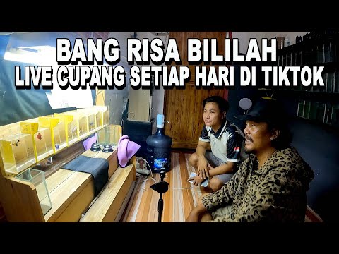 BANG RISA BILILAH LIVE TIKTOK SETIAP HARI