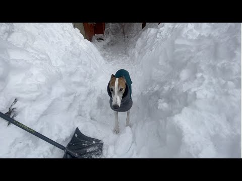 Loyal greyhound *helps* shovel after INSANE winter storm