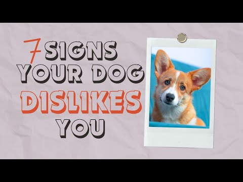 7 Signs Your Dog Secretly Dislikes You!