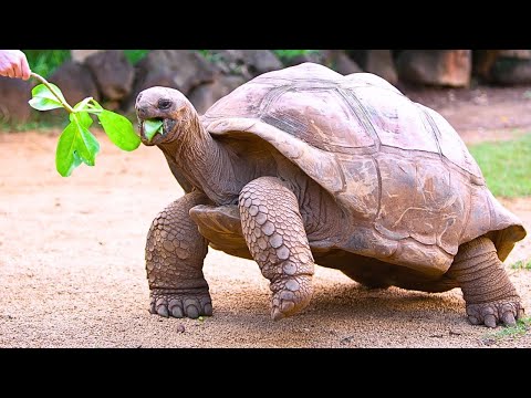 Exploring the World of The Sea Turtle 🐢