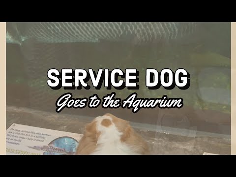 I Took My Service Dog to the Aquarium for Disability Pride Month! | Winston