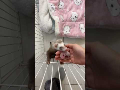 The ferret mom asked the owner to see her babies !