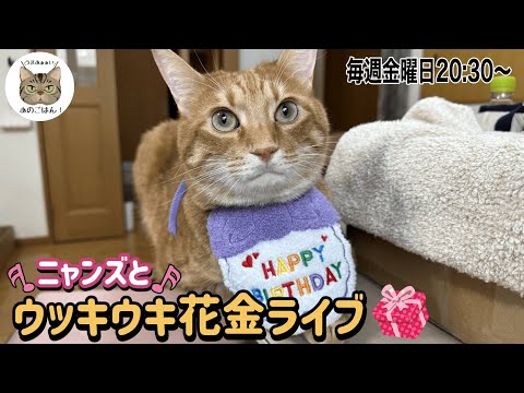 毎週金曜日はニャンズとウッキウキ花金ライブ【エビちゃん誕生日会】