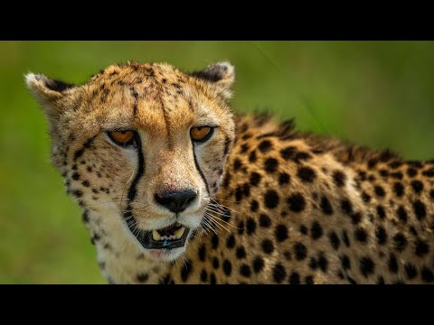 GF500mmF5.6 Wildlife in Tanzania by Serkan Günes/ FUJIFILM