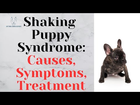 Shaking Puppy Syndrome – Causes, Symptoms, and Treatment