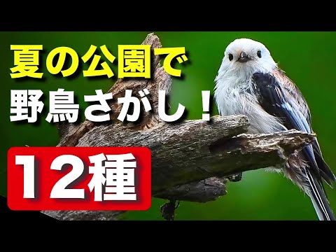 シマエナガが生き残る戦略とは？森の野鳥たちも観察してみましょう！