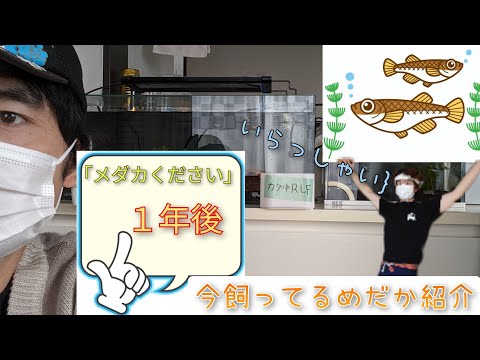 【めだか】甘味大判屋さんからメダカを購入して１年後。今飼ってるめだかや熱帯魚を紹介！？『めだか屋コメチャン』開店？#千葉#茂原