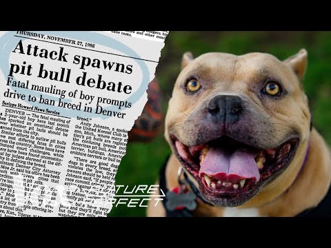 How pit bulls got a bad reputation