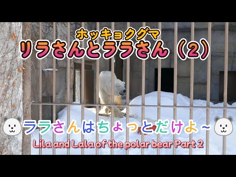 ホッキョクグマ　リラさんとララさん 🐻‍❄️ララさんはちょっとだけよ～🐻‍❄️（円山動物園）Lila and Lala of the polar bear Part 2