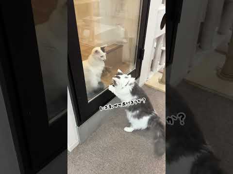 警備員「にぃにぃ」#保護猫