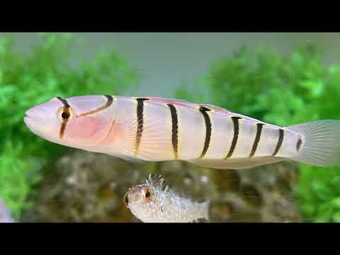 Facts: The Serpentine Goby