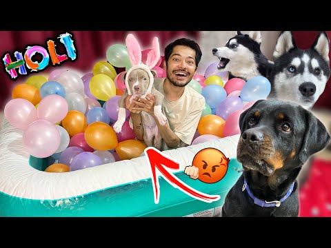 Pitbull vs Rottweiler The Real King of Holi?🚨dog can talk 292 | Husky | Review reloaded