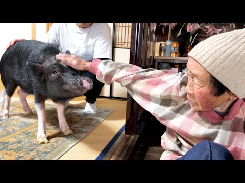 Great-grandmother's change of heart when she didn't understand that pig was family