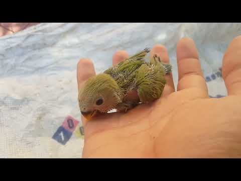 My pets.."First vlog".