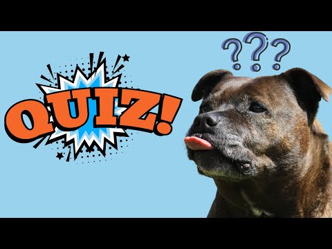 Staffordshire Bull Terrier Quiz 90% of People Will Fail