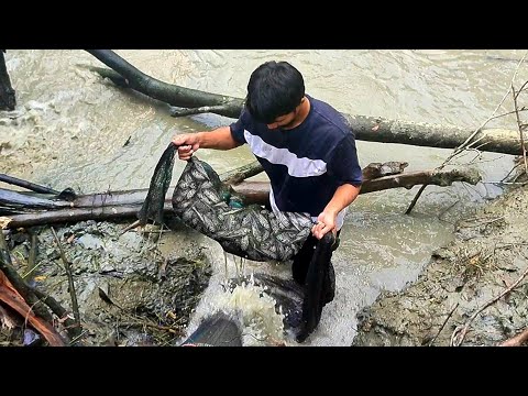 Amazing Net fishing | Village Boys Fishing video| Catch Net Lot Of Fish #fish #fishing #netfishing