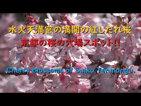 京都の桜の穴場、水火天満宮の満開の紅しだれ桜【Cherry blossoms of Suika Tenmangu Shrine of Kyoto.】