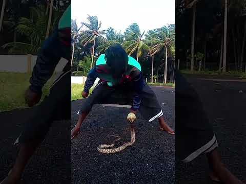 Snake --- __ trending --- __ --- trendingreels --- __ --- vairalvideos --- __ ---vairalreels