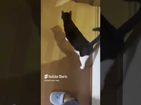 ひのき猫2024年ショート動画ベスト5