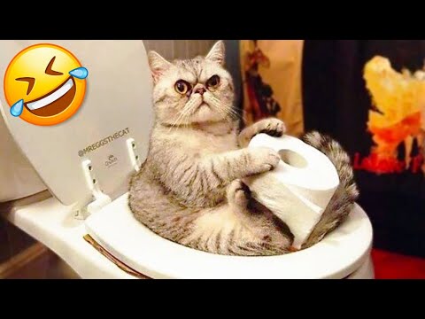 Funniest And Cutest Cats Compilation That Will Make Your Day😂 || Try Not To Laugh🤣