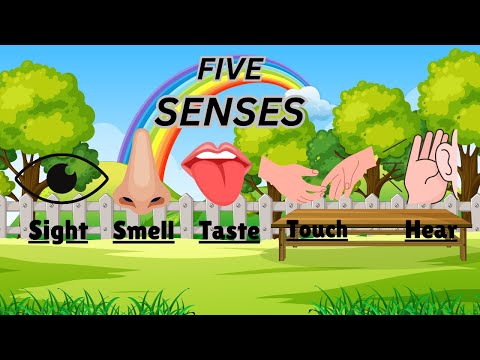 Five Senses Song + Nursery Rhyme.