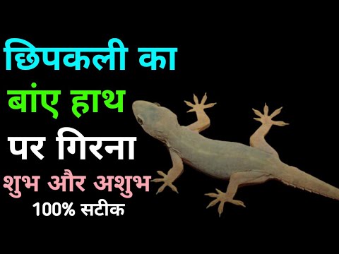 छिपकली का गर्दन पर गिरना । Chipkali ka Gardan per girna | Lizard Fall On Neck | #Chipkali