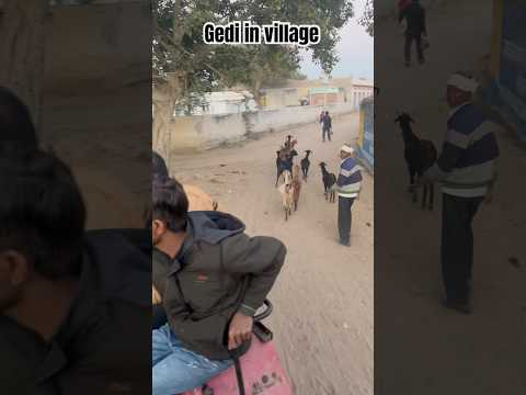 Ganw ki geddi #village #tractor #viral #shorts