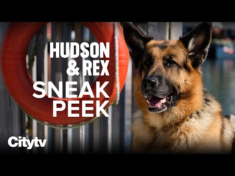 Exclusive INTERVIEW With The Cast of Hudson & Rex | Sundays on Citytv