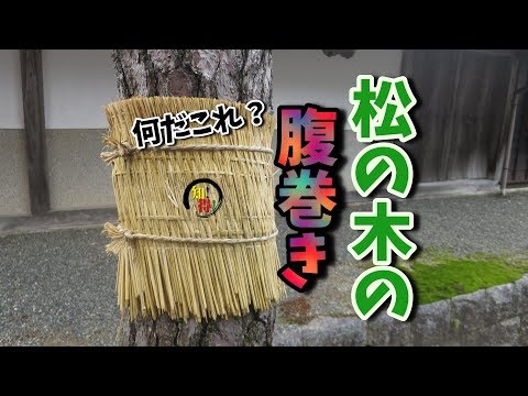 ◆知っ得◆雑学　冬になると松の木にワラをまくのは防寒対策？🐛