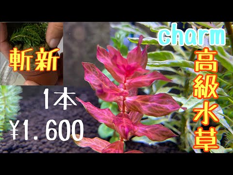 チャームで買った高級水草と斬新な鉢植え方法。ロタラマクランドラ斑入り　#水草水槽  #アクアリウム ￼