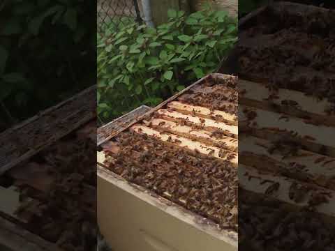 Breaking The Laws Of Nature With My Bees