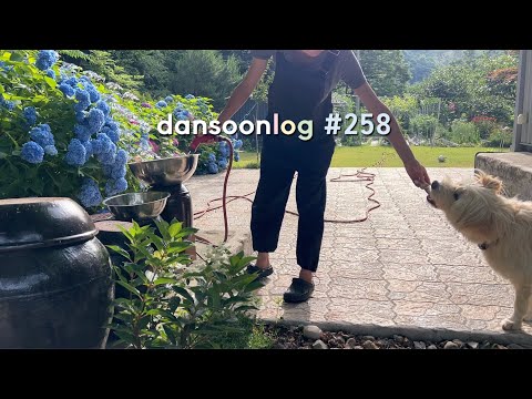 Summer rural life in Korea vlog 258) Garden management before the rainy season