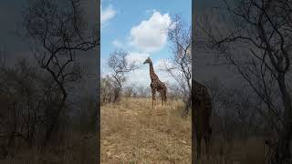 Giraffe spotted on self-drive Safari in South Africa